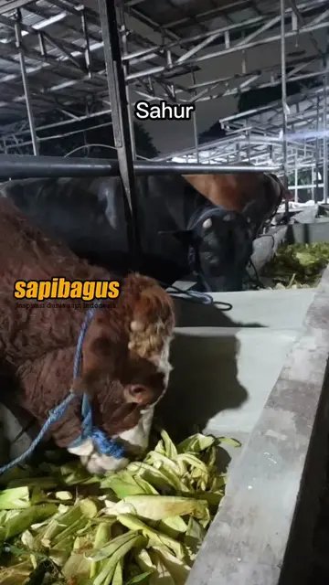Sahur-Terakhir